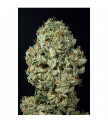 Auto Dinamex  5 u. fem. Dinafem