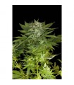 Auto Fruit fem. Dinafem