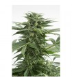 Auto Haze XXL fem. Dinafem