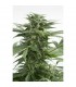 Auto Haze XXL  5 u. fem. Dinafem