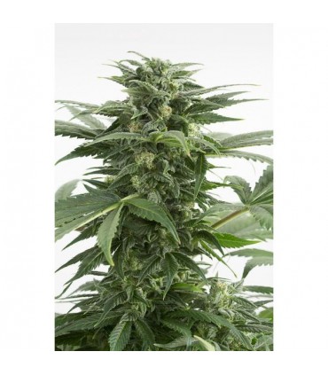 Auto Haze XXL  5 u. fem. Dinafem