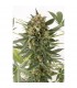 Auto Kush-N-Cheese 10 u. fem. Dinafem