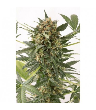 Auto Kush-N-Cheese  3 u. fem. Dinafem