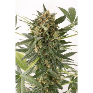 Auto Kush-N-Cheese  5 u. fem. Dinafem