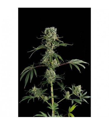 Auto Moby Dick  3 u. fem. Dinafem