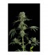 Auto Moby Dick  5 u. fem. Dinafem