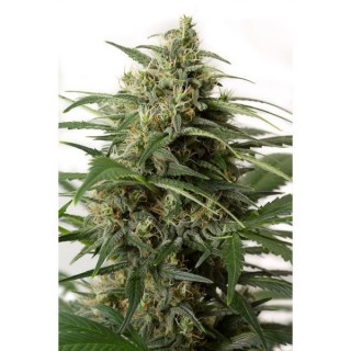 Auto Moby Dick XXL fem. Dinafem