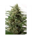 Auto Moby Dick XXL fem. Dinafem