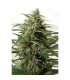Auto Moby Dick XXL 10 u. fem. Dinafem
