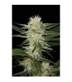 Auto Original Amnesia fem. Dinafem