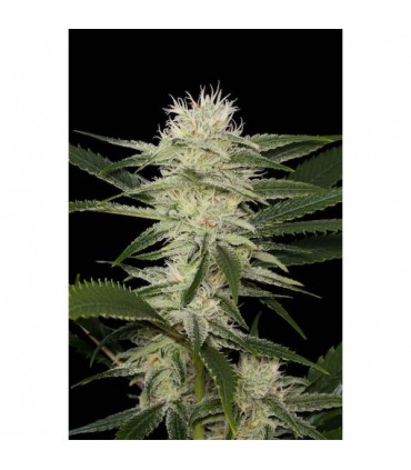 Auto Original Amnesia   3 u. fem. Dinafem