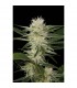 Auto Original Amnesia   5 u. fem. Dinafem