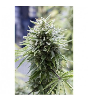 Auto OG Kush  5 u. fem. Dinafem