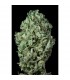 Auto Sour Diesel fem. Dinafem