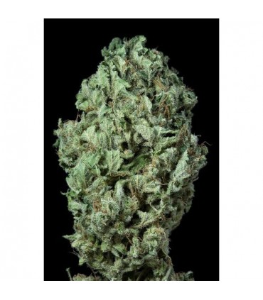 Auto Sour Diesel 10 u. fem. Dinafem
