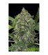 Auto White Cheese fem. Dinafem