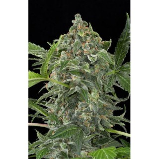 Auto White Cheese fem. Dinafem