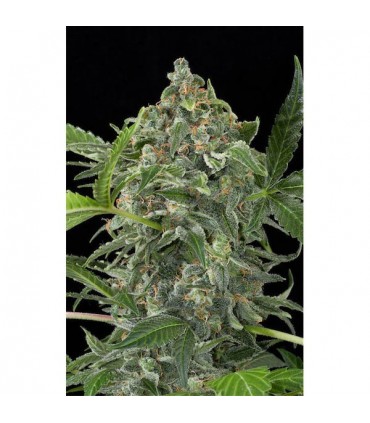 Auto White Cheese   3 u. fem. Dinafem