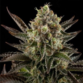 Auto White Widow fem. Dinafem