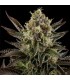 Auto White Widow   5 u. fem. Dinafem