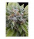 Bubba Kush  5 u. fem. Dinafem