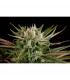 Blue Cheese  3 u. fem. Dinafem