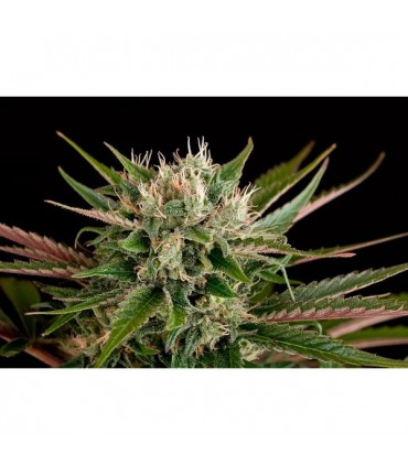 Blue Cheese  3 u. fem. Dinafem