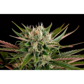 Blue Cheese  5 u. fem. Dinafem