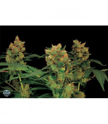 Blue Hash fem. Dinafem