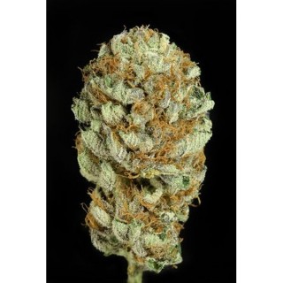 Blue Kush  5 u. fem. Dinafem