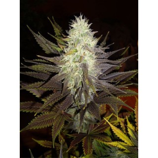 Blue Widow fem. Dinafem