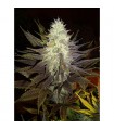 Blue Widow fem. Dinafem