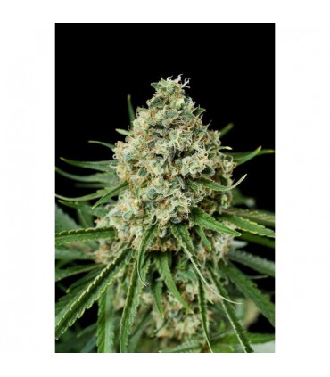 Critical + 2.0  3 u. fem. Dinafem