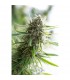 Critical Mass CBD fem. Dinafem