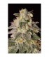 Shark Shock CBD 10 u. fem. Dinafem