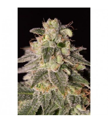 Shark Shock CBD 10 u. fem. Dinafem