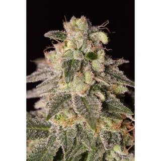Shark Shock CBD  3 u. fem. Dinafem