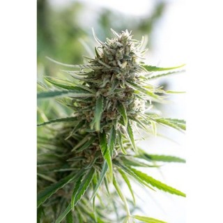 Critical Mass CBD  5 u. fem. Dinafem