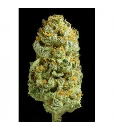 Critical Cheese  5 u. fem. Dinafem