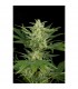 Auto Critical Jack  5 sem. fem. Dinafem