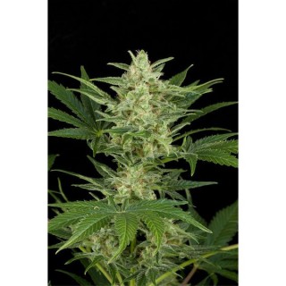 Auto Critical Jack  5 sem. fem. Dinafem