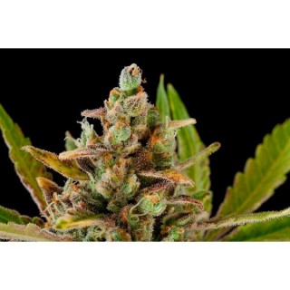 Critical Kush  3 u. fem. Dinafem