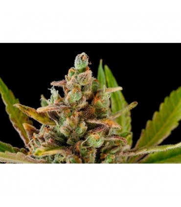 Critical Kush  3 u. fem. Dinafem