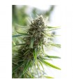 Critical Mass CBD 10 u. fem. Dinafem