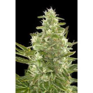 Auto Critical +  5 u. fem. Dinafem