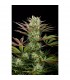 Deep Cheese fem. Dinafem