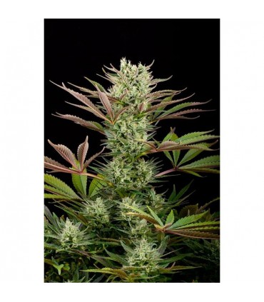 Deep Cheese fem. Dinafem