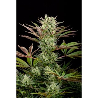 Deep Cheese  5 u. fem. Dinafem