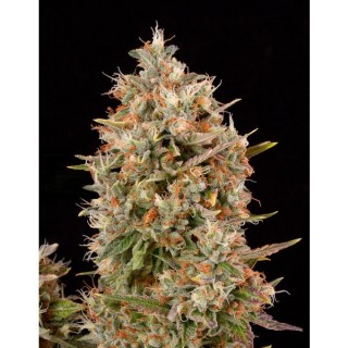 Dinachem 10 u. fem. Dinafem