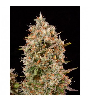 Dinachem  5 u. fem. Dinafem